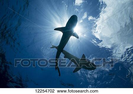 Blacktip reef sharks (Carcharhinus melanopterus); Yap, Micronesia View Large Photo Image Stock Image - Blacktip reef sharks (Carcharhinus melanopterus); Yap, Micronesia. Fotosearch