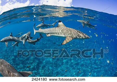 Stock Image - Blacktip reef sharks (Carcharhinus melanopterus) Yap, Micronesia. Fotosearch