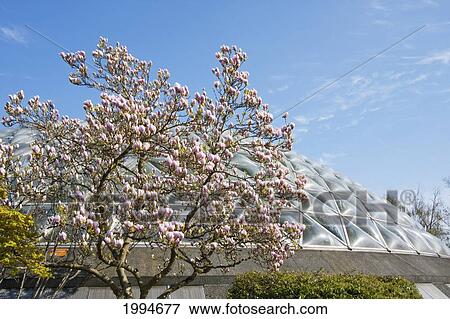 Bloedel Floral Conservatory, Triodetic Dome Capping Queen Elizabeth Park, Vancouver, British Columbia, Canada View Large Photo Image Stock Photo - Bloedel Floral Conservatory, Triodetic Dome Capping Queen Elizabeth Park, Vancouver, British Columbia, Canada. Fotosearch