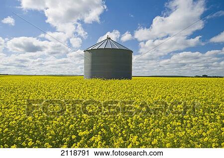 Bloom Stage Mustard Field And Grain Bin; Ponteix Saskatchewan Canada View Large Photo Image Stock Image - Bloom Stage Mustard Field And Grain Bin; Ponteix Saskatchewan Canada. Fotosearch