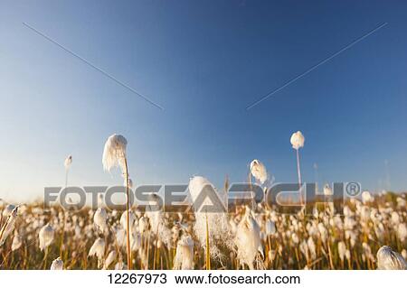 Bloomed out Cottongrass in the setting sun, Shungnak, Arctic Alaska, Autumn View Large Photo Image Stock Image - Bloomed out Cottongrass in the setting sun, Shungnak, Arctic Alaska, Autumn. Fotosearch