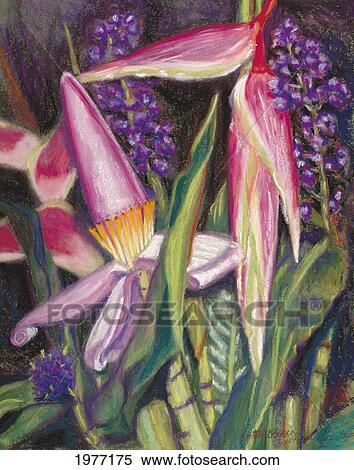 Bloomin Banana, Pink Banana Blossoms (Pastel). View Large Photo Image Stock Photography - Bloomin Banana, Pink Banana Blossoms (Pastel).. Fotosearch