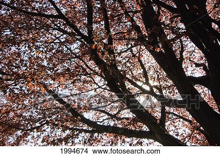 Picture - Blooming Cherry Tree In Queen Elizabeth Park, Vancouver, British Columbia, Canada. Fotosearch