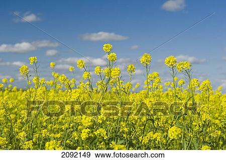 Stock Photo - Blooming Mustard Field; Ponteix Saskatchewan Canada. Fotosearch