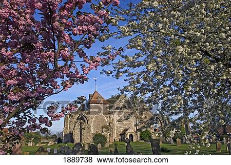 Stock Photo - Blossom Trees At St Thomas The Martyr Church. Fotosearch