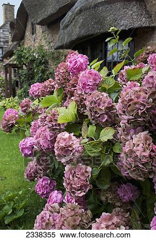 Blossoming Pink Flowers On A Shrub Outside A House; England View Large Photo Image Stock Photography - Blossoming Pink Flowers On A Shrub Outside A House; England. Fotosearch
