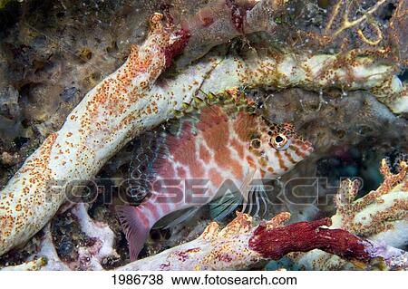Blotched Hawkfish (Cirrhitichthys Aprinus); Indonesia View Large Photo Image Stock Photo - Blotched Hawkfish (Cirrhitichthys Aprinus); Indonesia. Fotosearch