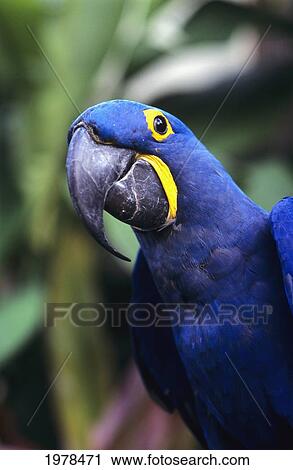 Stock Image - Blue and yellow Hyacinth Macaw bird. Fotosearch