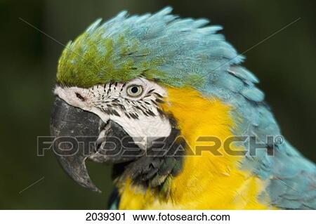 Stock Image - Blue And Yellow Macaw (Ara Ararauna), Biocentro Guembe, Santa Cruz, Bolivia. Fotosearch