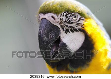 Stock Photograph - Blue And Yellow Macaw (Ara Ararauna), Biocentro Guembe, Santa Cruz, Bolivia. Fotosearch
