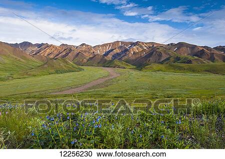 Stock Image - Blue Bell wildflowers and the Alaska Range on a sunny summer evening in Denali National Park and Preserve, Interior Alaska. Fotosearch