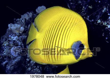 Stock Photo - Blue Cheeked Butterflyfish (Chaetodon Semilarvatus) as also known as Masked or Golden Butterflyfish in Red Sea. Fotosearch