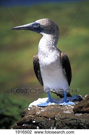 Stock Image - Blue-Footed Boobie. Fotosearch