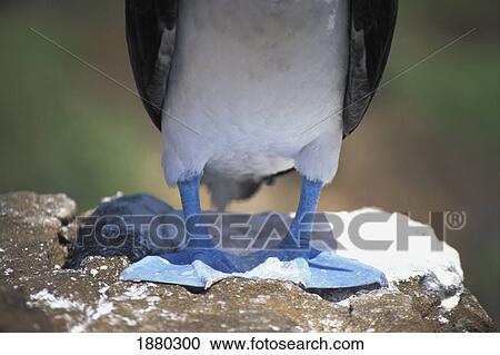 Stock Image - Blue-Footed Boobies. Fotosearch