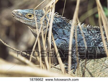 Blue Iguana View Large Photo Image Stock Image - Blue Iguana. Fotosearch
