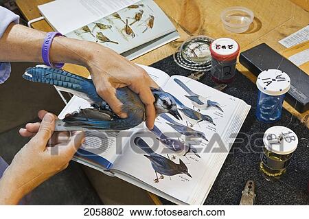 Stock Image - Blue Jay (Cyanocitta Cristata) Has Wing Measured During Fall Bird Banding To Help Monitor Migration & Population Trends, Haldimand Bird Observatory, S. Ontario, Canada.. Fotosearch