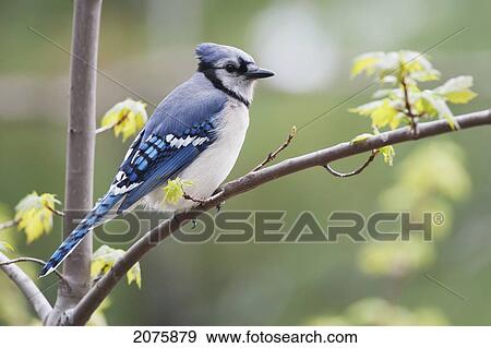 Stock Photo - Blue Jay (Cyanocitta Cristata) Perched On Budding Maple Tree In Springtime; Ontario Canada. Fotosearch