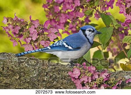 Blue Jay In Backyard Garden In Autumn, Nova Scotia View Large Photo Image Stock Image - Blue Jay In Backyard Garden In Autumn, Nova Scotia. Fotosearch