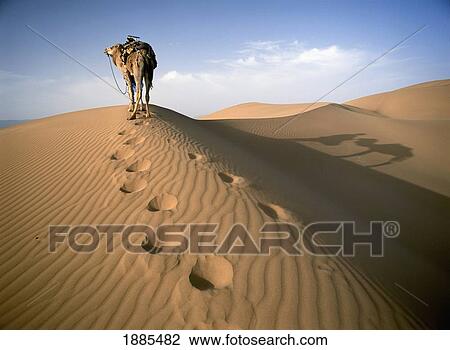 Stock Image - Blue Man Tribe Of Saharan Traders With Camel At Dawn In Dunes. Fotosearch