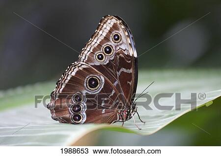 Stock Image - Blue Morpho Butterfly (Morpho Peleides), Butterfly World, Victoria, British Columbia, Canada. Fotosearch