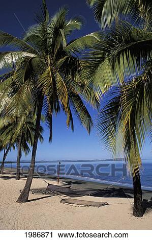 Blue ocean and sky; Fiji, Hammock hanging between palm trees on beach View Large Photo Image Stock Image - Blue ocean and sky; Fiji, Hammock hanging between palm trees on beach. Fotosearch