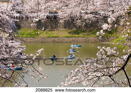 Blue Rowboats In A Lake With Cherry Blossoms All Around; Tokyo, Japan View Large Photo Image Stock Photography - Blue Rowboats In A Lake With Cherry Blossoms All Around; Tokyo, Japan. Fotosearch