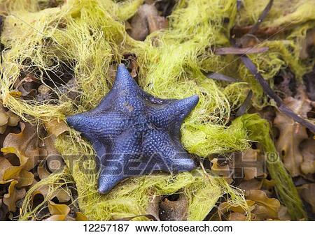 Blue sea star in a bed of kelp on a beach on the Central Coast; British Columbia, Canada View Large Photo Image Stock Photo - Blue sea star in a bed of kelp on a beach on the Central Coast; British Columbia, Canada. Fotosearch
