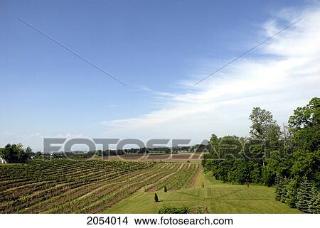 Blue Sky Over Vineyard In Summer, Beamsville, Ontario. View Large Photo Image Picture - Blue Sky Over Vineyard In Summer, Beamsville, Ontario.. Fotosearch
