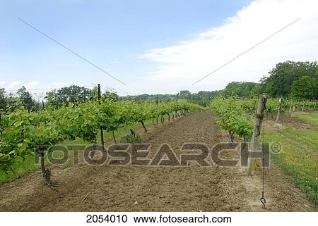 Stock Image - Blue Sky Over Vineyard In Summer, Beamsville, Ontario. Fotosearch