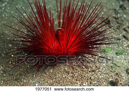 Blue Spotted Sea Urchin (Astropyqa Radiata); Papua New Guinea View Large Photo Image Stock Image - Blue Spotted Sea Urchin (Astropyqa Radiata); Papua New Guinea. Fotosearch