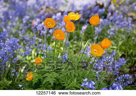 Bluebells and yellow poppies in a garden; Vancouver, British Columbia, Canada View Large Photo Image Stock Photograph - Bluebells and yellow poppies in a garden; Vancouver, British Columbia, Canada. Fotosearch