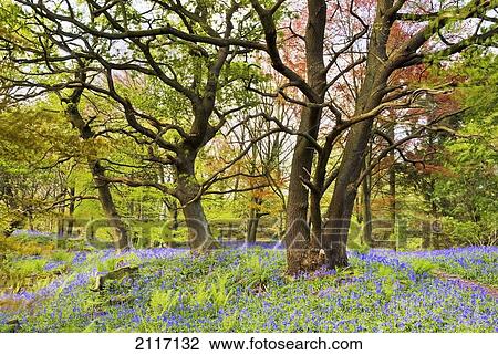 Bluebells Beech And Oak Trees In Middleton Woods; Ilkley Yorkshire England View Large Photo Image Stock Image - Bluebells Beech And Oak Trees In Middleton Woods; Ilkley Yorkshire England. Fotosearch