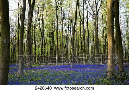 Stock Image - Bluebells in the woods; Hampshire, England. Fotosearch