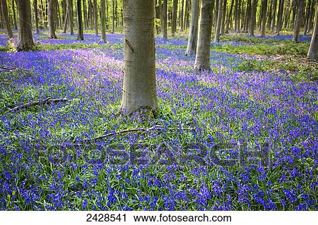 Bluebells in the woods; Hampshire, England View Large Photo Image Stock Image - Bluebells in the woods; Hampshire, England. Fotosearch