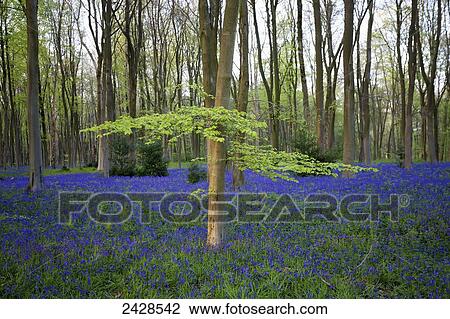 Bluebells in the woods; Hampshire, England View Large Photo Image Stock Image - Bluebells in the woods; Hampshire, England. Fotosearch