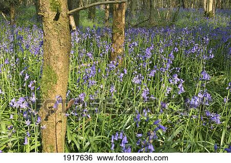 Stock Photograph - Bluebells In Woodland At Duncliffe Wood. Fotosearch