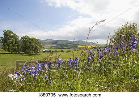 Stock Photography - Bluebells On The Edge Of A Field; Northumberland, England. Fotosearch