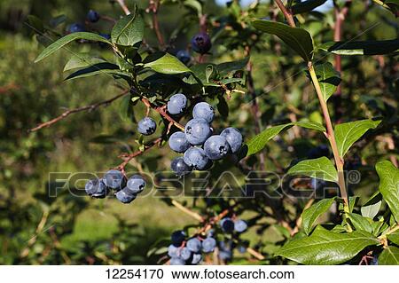Blueberries growing on a tree; Dunham, Quebec, Canada View Large Photo Image Stock Image - Blueberries growing on a tree; Dunham, Quebec, Canada. Fotosearch