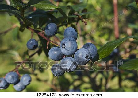 Blueberries growing on a tree; Dunham, Quebec, Canada View Large Photo Image Stock Image - Blueberries growing on a tree; Dunham, Quebec, Canada. Fotosearch