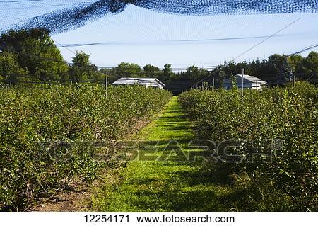Blueberry farm; Dunham, Quebec, Canada View Large Photo Image Stock Image - Blueberry farm; Dunham, Quebec, Canada. Fotosearch