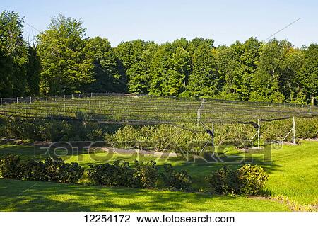 Blueberry farm; Dunham, Quebec, Canada View Large Photo Image Stock Image - Blueberry farm; Dunham, Quebec, Canada. Fotosearch