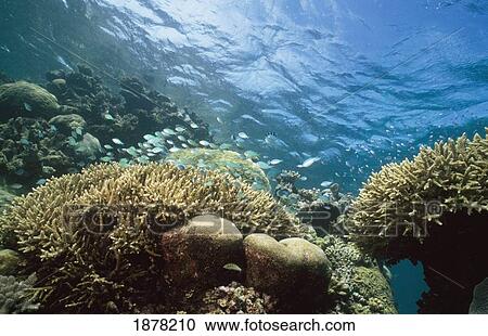 Stock Image - Bluegreen Chromis Hover Around Acropora (Chromis Viridis). Fotosearch