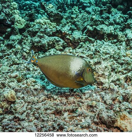Stock Photo - Bluespine Unicornfish (Naso unicornis) over coral rubble; Kona, Island of Hawaii, Hawaii, United States of America. Fotosearch