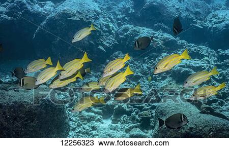Bluestripe Snappers (Lutjanus kasmira) and Ringtail Surgeonfish (Acanthurus blochii) entering a lava tube; Kona, Island of Hawaii, Hawaii, United States of America View Large Photo Image Stock Image - Bluestripe Snappers (Lutjanus kasmira) and Ringtail Surgeonfish (Acanthurus blochii) entering a lava tube; Kona, Island of Hawaii, Hawaii, United States of America. Fotosearch