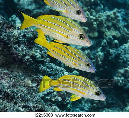 Stock Photo - Bluestripe Snappers (Lutjanus kasmira) near a coral reef; Kona, Island of Hawaii, Hawaii, United States of America. Fotosearch