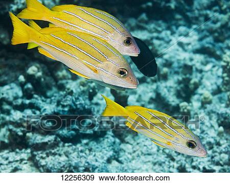 Stock Photo - Bluestripe Snappers (Lutjanus kasmira) near a coral reef; Kona, Island of Hawaii, Hawaii, United States of America. Fotosearch
