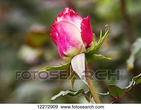 Stock Photo - Blush Rose grown in the greenhouse of Nevado Roses, Latacunga, Cotopaxi, Ecuador. Fotosearch