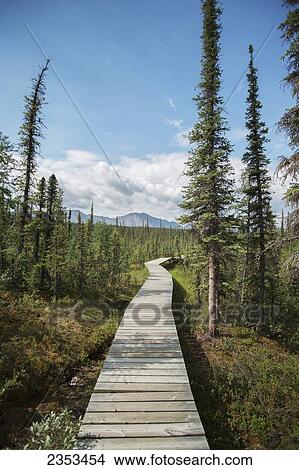 Picture - Boardwalk Leading From Campground To Virginia Falls In Nahanni National Park Reserve; Northwest Territories, Canada. Fotosearch