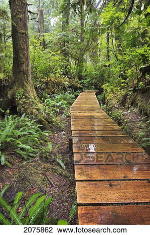 Boardwalk On The Rainforest Trail In Pacific Rim National Park; Vancouver Island British Columbia Canada View Large Photo Image Stock Image - Boardwalk On The Rainforest Trail In Pacific Rim National Park; Vancouver Island British Columbia Canada. Fotosearch