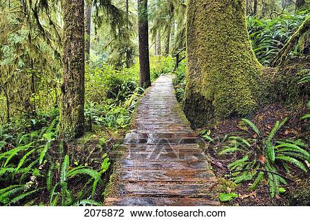 Stock Image - Boardwalk On The Rainforest Trail In Pacific Rim National Park; Vancouver Island British Columbia Canada. Fotosearch